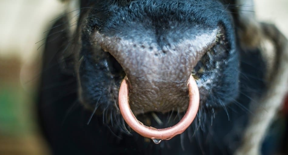 Legendary Short-Seller Offers Bull Nose Ring to Beyond Meat Executives